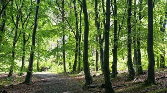 Dechmont Woods